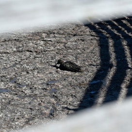 Kuvan linnun kuolinsyytä ei ole pystytty varmistamaan, mutta Jukka Mäittälän arvion mukaan lintu on kuollut lantakaasuihin.