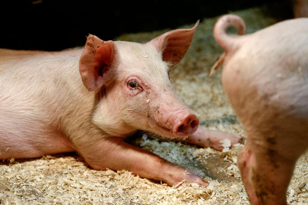 Kristianstadissa sijaitsee Ruotsin suurin sikateurastamo.