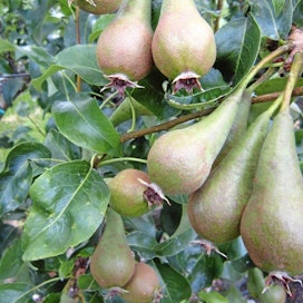 Omena- ja päärynäpuut ovat tulipoltteen merkittävimpiä isäntäkasveja.