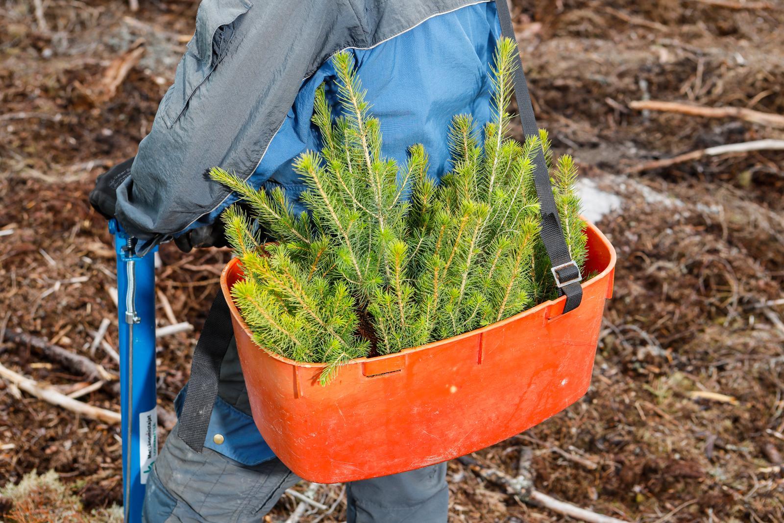 Taimien istuttamiseen tarvitaan vain pottiputki ja taimivakka.