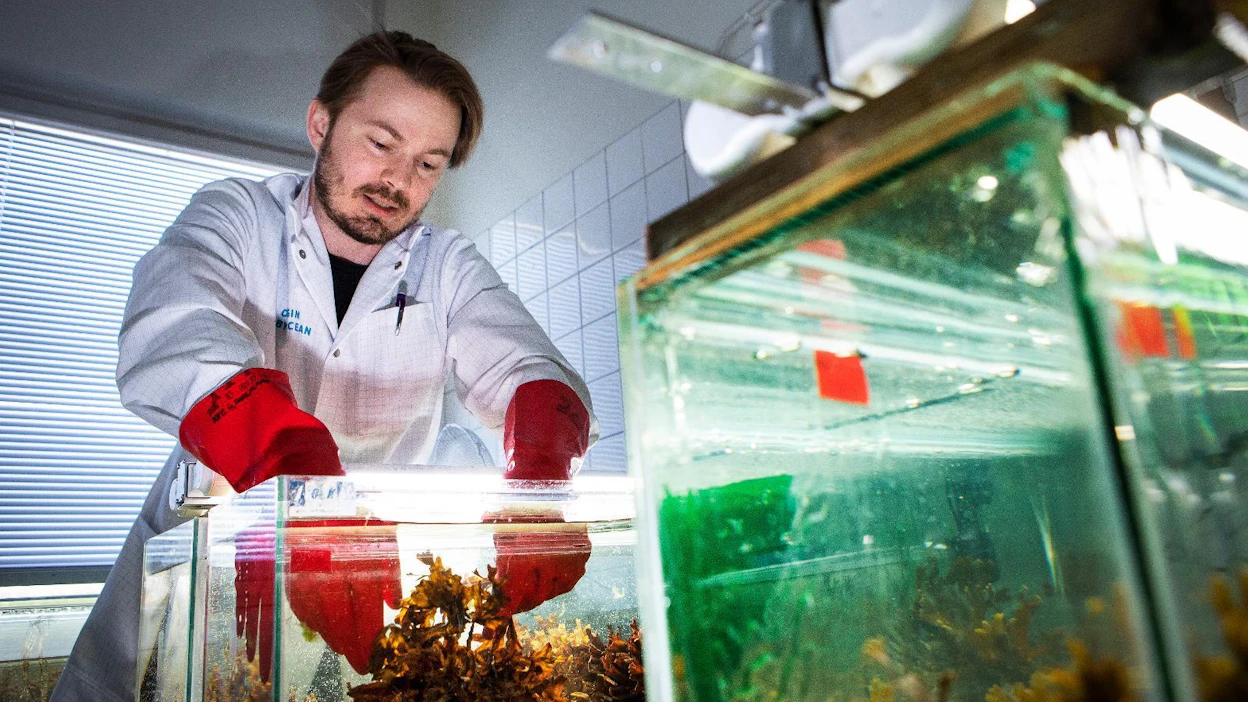 Origin by Ocean pyrkii viljelemään rakkohaurua Itämeren pohjassa. Nyt kasvatusta testataan laboratoriossa Espoossa. Kuvassa ympäristöinsinööri Stefan Sjöholm nostaa rakkohaurua akvaariosta.