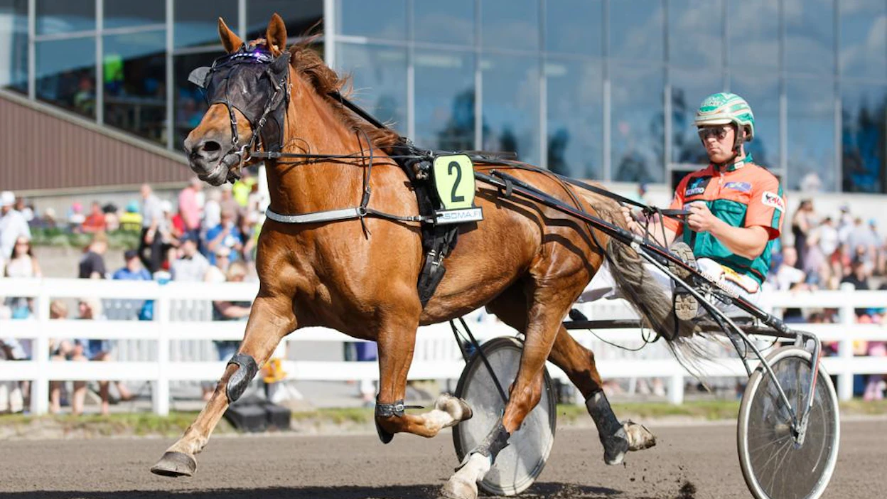 Hetviina ja Antti Tupamäki ovat monenlaisten vaiheiden jälkeen suosikkeja nappaamaan seppeleen tammojen kisasta viikonloppuna Seinäjoella.