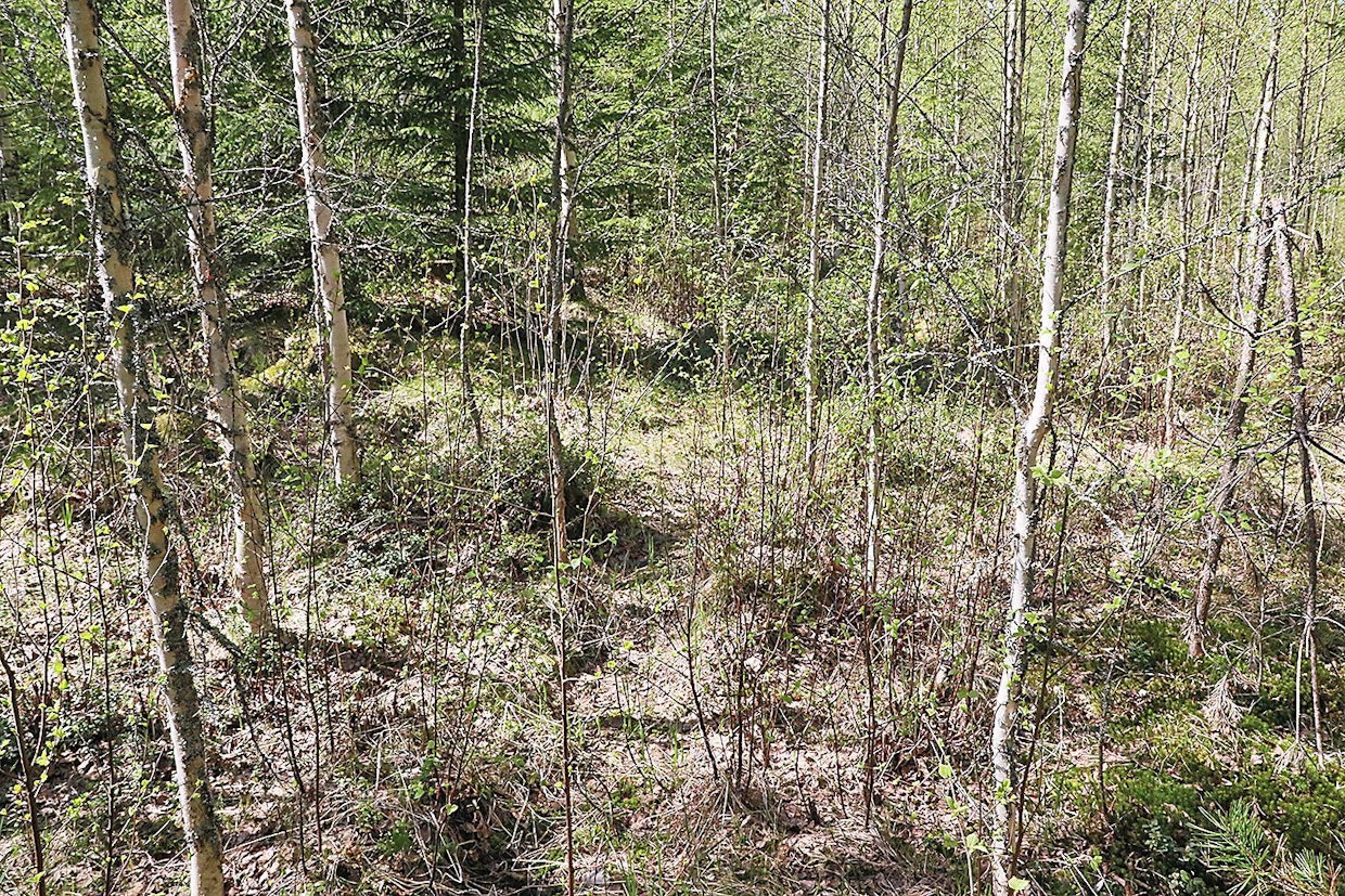 Perinteiselle kuvioille muodostuneen vesakon raivaus 5 v. ikäisenä hillitsi uuden vesakoitumisen määrää. Mutta samalla hirvet olivat tulleet avuksi ja syöneet vain aliskasvosvesoja.