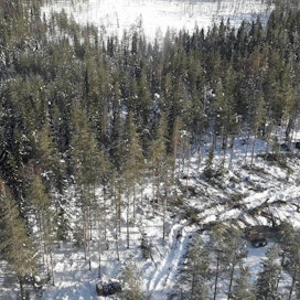 Lumituhoja oli myös Pohjois-Savossa. Lumituholeimikon korjuuta Rautavaaralla 5. maaliskuuta.