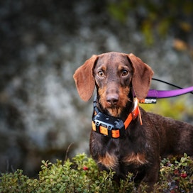 Koiraa saa tulevalla metsästyskaudella käyttää valkohäntäpeuran ja metsäkauriin metsästyksessä helmikuun 15. saakka.