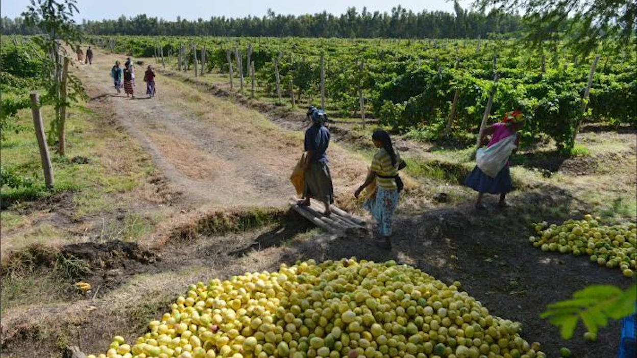 Työ passionhedelmäpellolla on fyysisesti raskasta ja kuuluu naisille. Miehet toimivat työnjohdossa. Else Kyhala