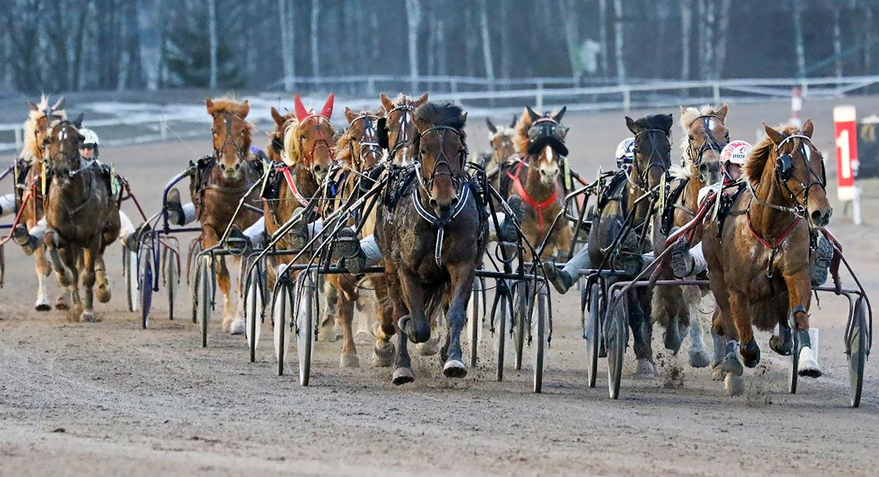 Noin kaksi kolmasosaa syntyvistä suomenhevosista on jalostettu juoksijasuunnalle.