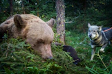 Kannanhoidollisia karhunkaatolupia on tulevana metsästyskautena käytössä vajaa kolmesataa.