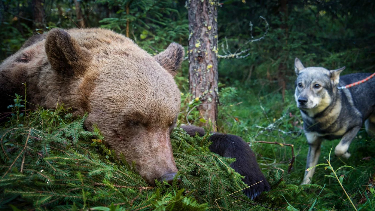 Kannanhoidollisia karhunkaatolupia on tulevana metsästyskautena käytössä vajaa kolmesataa.