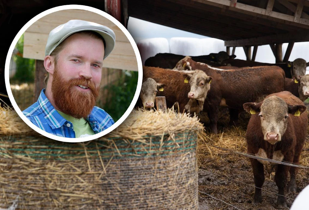 Jyri-Pekka Lemettinen kasvattaa hereford-rotuisia nautoja.