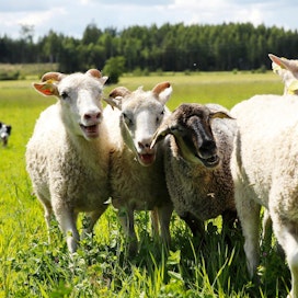 Pienten märehtijäin rutto on pienelle karjalle kohtalokas tauti. Kuvan lampaat eivät liity tapaukseen.