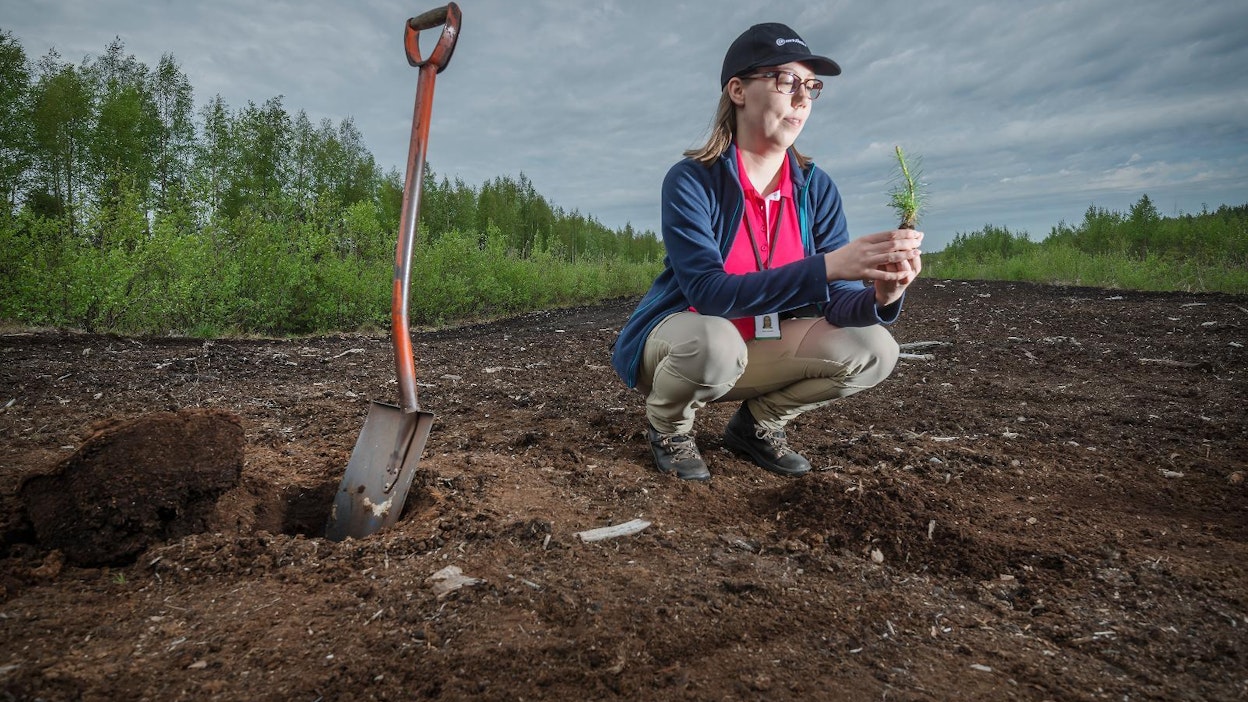 Mira Isoniemen mukaan joutoalueiden metsittäminen vaatii enemmän suunnittelua, työtä ja kustannuksia kuin tavanomainen metsänuudistaminen.