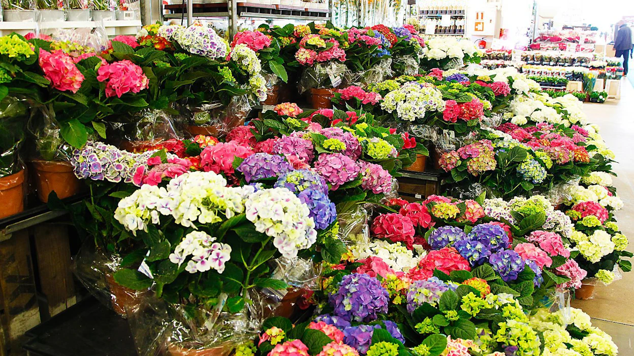 Runsaskukkainen ruukkuhortensia on suosittu äitienpäiväkukka ja sitä kasvatetaan suomalaisissa kasvihuoneissa. Hortensian voi siirtää ulos varjoisaan paikkaan, kun halloista ei enää ole vaaraa.