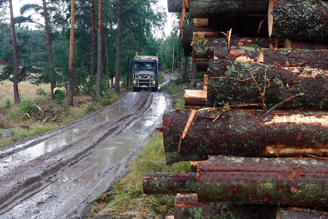 Otso Metsäpalvelut tunnetaan metsätie- ja ojitushankkeiden tekijänä, mutta yritys on ostanut myös puuta. Arkistokuva.