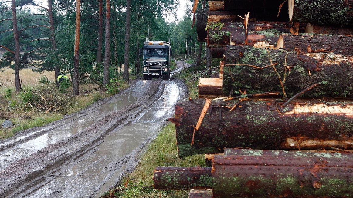 Otso Metsäpalvelut tunnetaan metsätie- ja ojitushankkeiden tekijänä, mutta yritys on ostanut myös puuta. Arkistokuva.