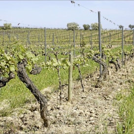 Viiniköynnöksiä Katalonian Penedésissä. Kuluva kesä näyttää viinintuotannon kannalta suotuisalta. Kylmä talvi tappoi paljon haitallisia hyönteisiä, ja pitkäänpysyneen lumen jäljiltämaaperässä syvällä onrunsaasti kosteutta. Terhi Torikka