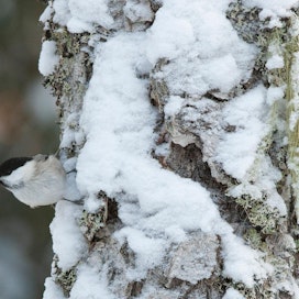 EU haluaa turvata biodiversiteetin eli luonnon monimuotoisuuden suojelun keinoin. Hömötiainen on Suomessa luokiteltu erittäin uhanalaiseksi.