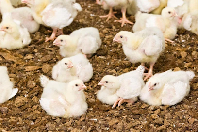 Lintuinfluenssa H5N8-tartuntaa esiintyy myös Euroopassa, mutta tautitapausten määrä on ollut laskussa viime keväästä asti.