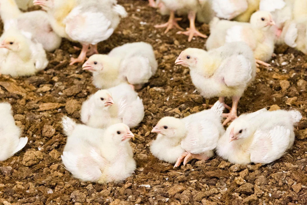Lintuinfluenssa H5N8-tartuntaa esiintyy myös Euroopassa, mutta tautitapausten määrä on ollut laskussa viime keväästä asti.