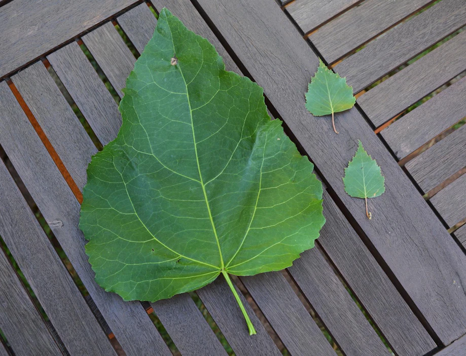 Perttelissä retkeilleiden lasten löytämällä koivun lehdellä riittää mittaa. Jättiläisen vieressä on tavallisia koivunlehtiä.