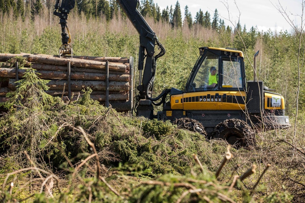 Puuta on korjattu kevätkesällä viimevuotisella tahdilla.