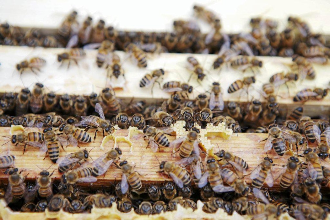 Kannattavuuskirjanpidossa on mukana 12 mehiläistarhaajaa.