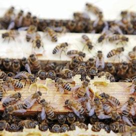Kannattavuuskirjanpidossa on mukana 12 mehiläistarhaajaa.