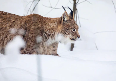 Edellisessä uhanalaisuusarvioinnissa ilves siirtyi uhanalaisesta silmälläpidettäväksi lajiksi.