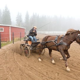 Kimppaomistus sopii hevosille niiden käyttötarkoituksesta riippumatta. Kirsi Visakoivu kilpailee yhdessä Eva Sandbäck-Pajunojan kanssa omistamallaan Pikku-Epelillä valjakkoajossa.