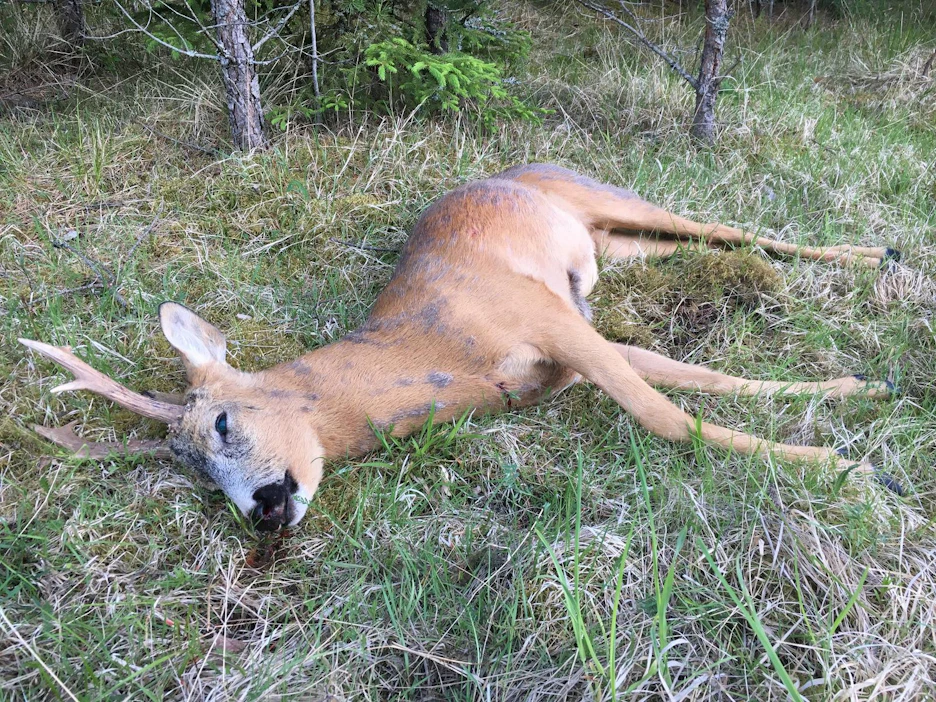Yhdysvaltalaismies on tuomittu vankeusrangaistuksen lisäksi katsomaan Disneyn Bambi-elokuva poikkeuksellisen laajassa salametsästysjutussa. Arkistokuva.