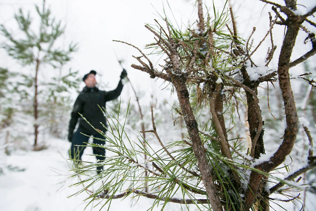 Metsänomistaja Martti Tolvanen kehottaa viranomaisia kokeilemaan hirvikarkotteen levittämistä dronella. Kasvinsuojeluaineiden lentolevitys on tällä hetkellä sallittua vain poikkeusluvalla.