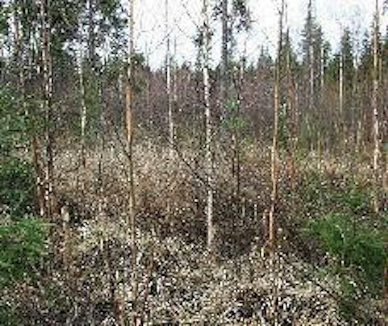 Reikäperkaus pitkään kantoon -menetelmällä on hurjan näköistä. Seuraavassa taimikonhoidossa suoritetaan lopullinen harvennus ja kaadetaan vesoneet kannot.
