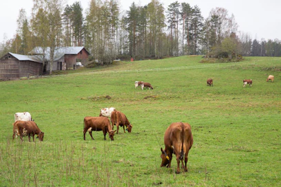Valtion takaaman maksuvalmiuslainan kysyntä on ollut vähäistä. Kuva ei liity tapaukseen.