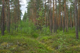 Jatkuvapeitteisen metsänhoidon menetelmät tekevät tuloaan suometsiin.