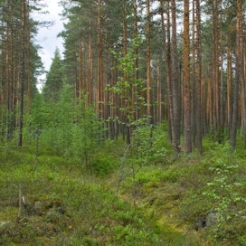 Jatkuvapeitteisen metsänhoidon menetelmät tekevät tuloaan suometsiin.