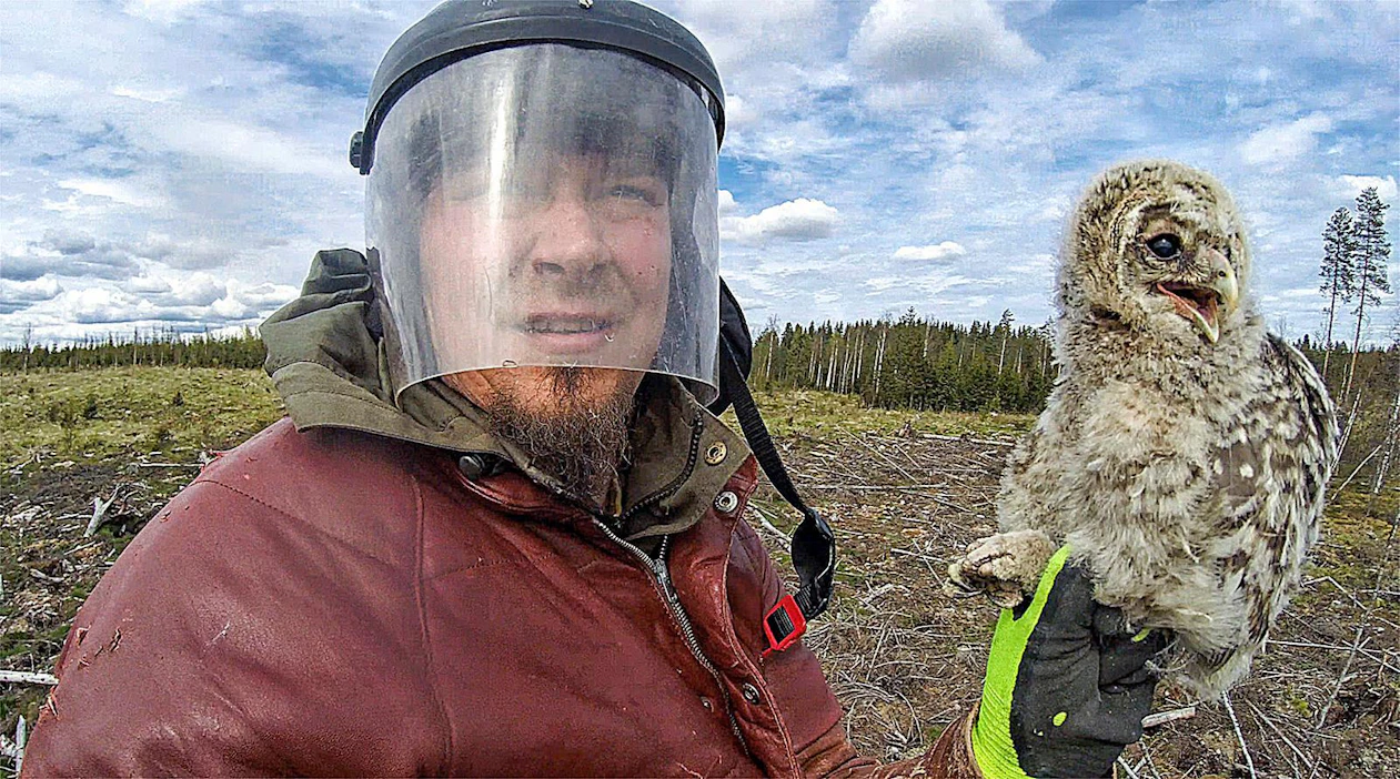 Valokuvaaja ja lintuharrastaja Rami Marjamäki rengastaa kuvassa viirupöllön poikasta Ikaalisissa. Nahkatakin olkapäiden kohdalla näkyy viirupöllön kynnenjälkiä. Pöllö iskee yleensä päähän tai hartioihin.