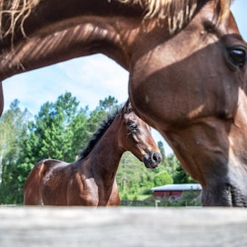 Hevosen uni -tutkimusryhmä sekä etsii terveitä että epäillyistä unihäiriöistä kärsiviä hevosia. Kuvituskuva, kuvan hevoset eivät liity tapaukseen.