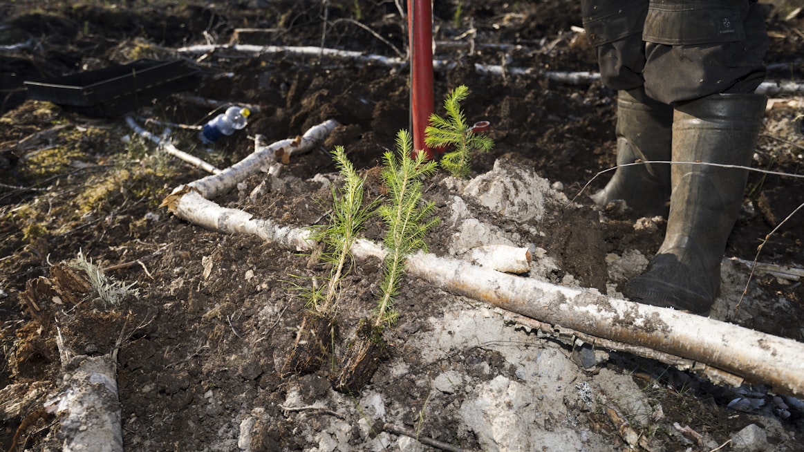 Metsänhoitoyhdistykset työllistävät harjoittelijoita muun muassa istutuksille.