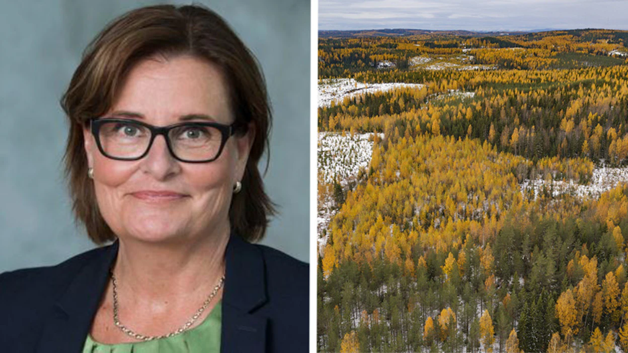 Eija Pitkänen aloittaa Metsälitto Osuuskunnan hallituksessa ensi vuoden alussa.