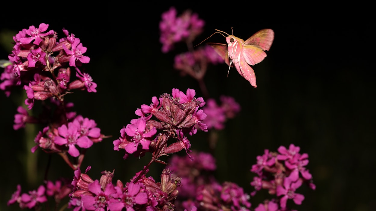 Ihmisen silmään kotimainen mäkitervakko voi näyttää samalta kuin saksalaisesta siemenestä kasvatettu. Hyönteiselle ero voi olla iso.