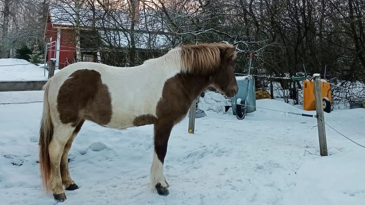 Tästä portista kirjavan tamman isosisko lähti, muttei koskaan palannut. Kuvan tamma seisoskeli useita viikkoja portin tuntumassa elinikäistä kasvinkumppaniaan odottaen.