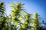 Kiinteistöillä kasvatettiin kannabista, jota saadaan kannabispitoisista hamppulajikkeista. Kuvassa on lailliseen viljelyyn soveltuvia hamppukasveja.