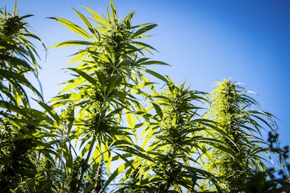 Kiinteistöillä kasvatettiin kannabista, jota saadaan kannabispitoisista hamppulajikkeista. Kuvassa on lailliseen viljelyyn soveltuvia hamppukasveja.