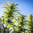 Kiinteistöillä kasvatettiin kannabista, jota saadaan kannabispitoisista hamppulajikkeista. Kuvassa on lailliseen viljelyyn soveltuvia hamppukasveja.