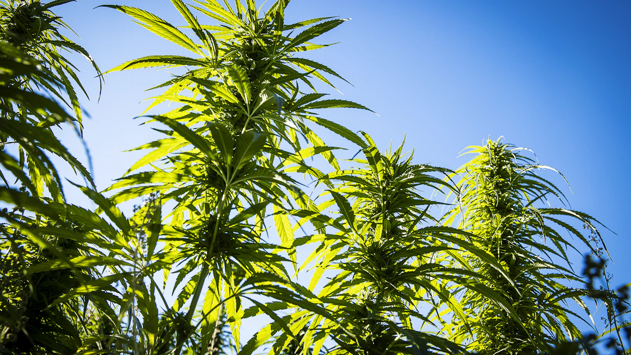 Kiinteistöillä kasvatettiin kannabista, jota saadaan kannabispitoisista hamppulajikkeista. Kuvassa on lailliseen viljelyyn soveltuvia hamppukasveja.