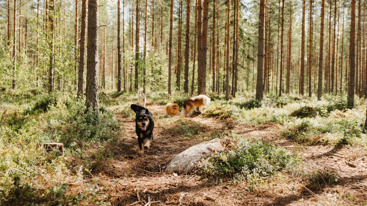 Keväällä koiranomistajan tulee olla tarkkana etenkin metsässä kyiden varalta. Kuvan koirat telmivät koirametsässä, jossa niitä voi pitää vapaana myös kiinnipitoaikana.