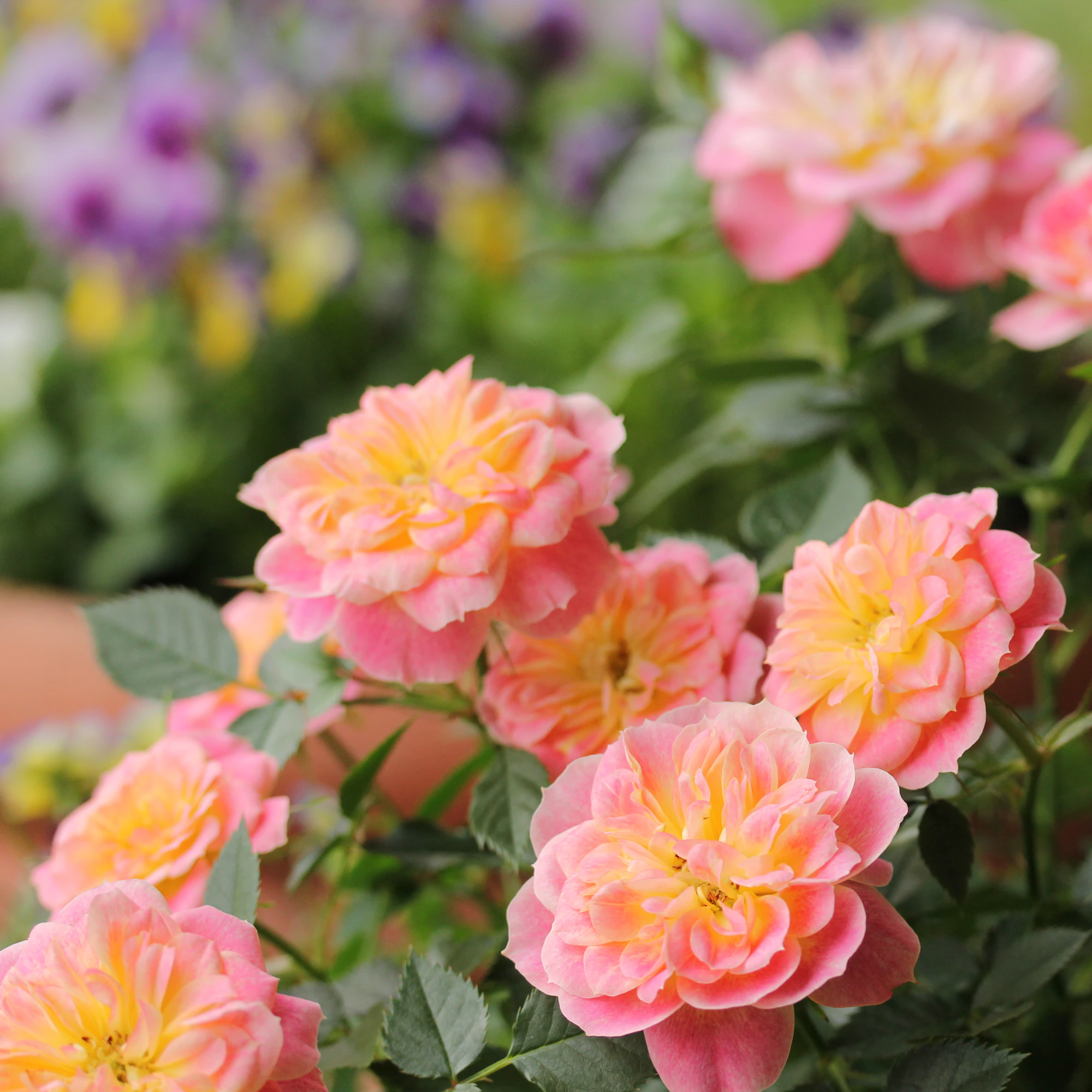 Mandarin-patioruusun (<em id="emphasis-df0cffe5678827fbb2fa6b2d4d7e0c55">Rosa x hybrida</em>) kukissa hehkuvat pinkin ja keltaisen eri sävyt.