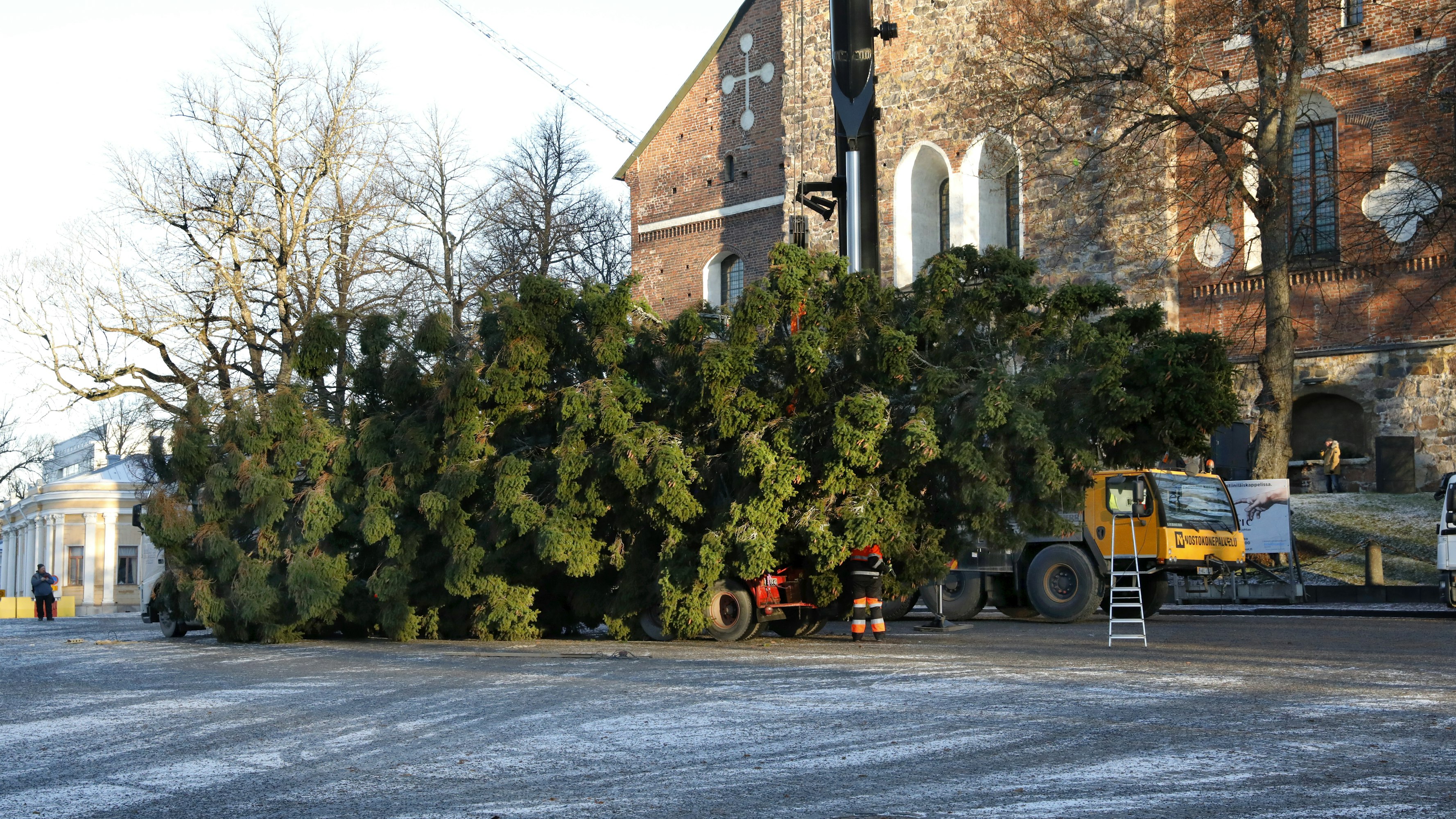 Ehjänä perillä Turussa. Tänä vuonna Tuomiokirkontorin kuusella on mittaa 22 metriä. Se on noin kaksi metriä korkeampi kuin kovan kilpakumppanin Tampereen Keskustorin joulukuusi.