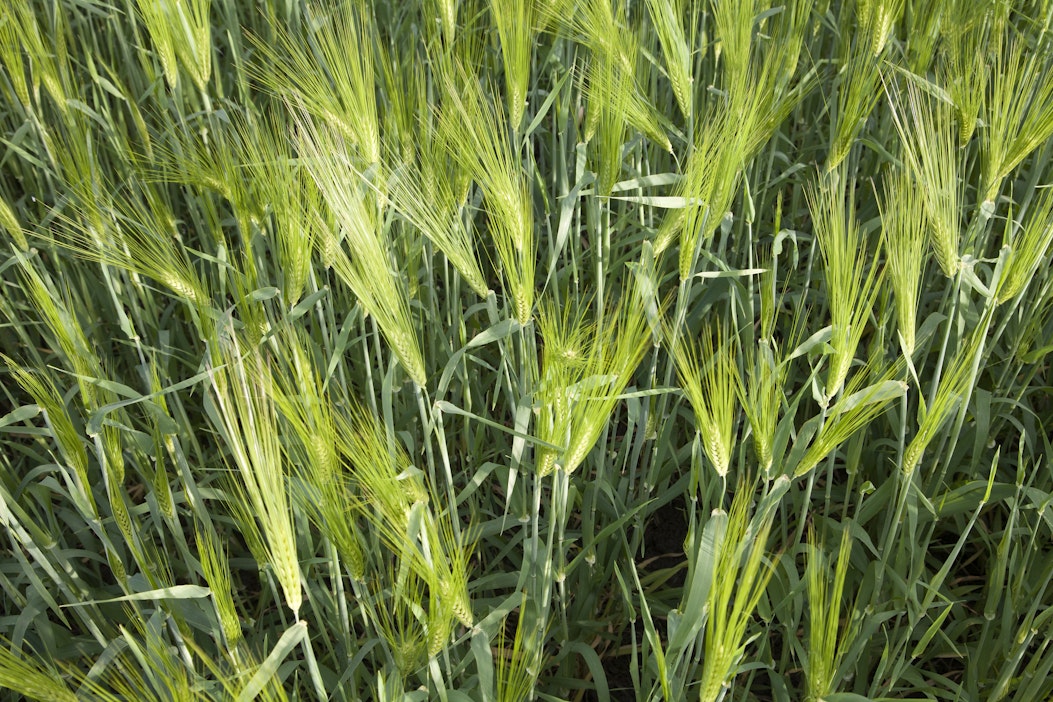 Luonnonvarakeskuksen kasvitautitutkimuksen koeruutuja. Kuvituskuva.