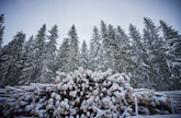 Yksityismetsien kantorahatulot pysyivät viime vuonna edeltävien vuosien keskiarvon yläpuolella.
